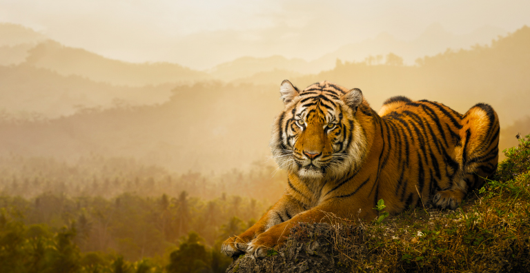 Tiger laying in the grass.