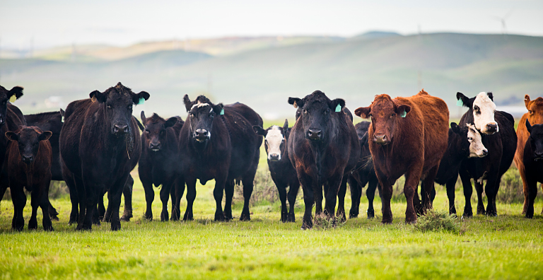 cattle in field