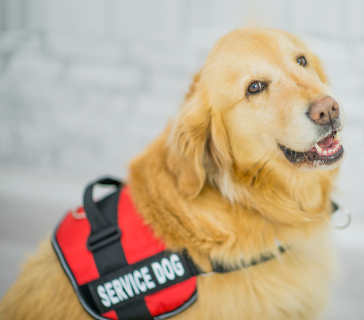 service dog